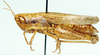 Rhaphotittha levis Karsch, 1896: female, lateral view. (Otu).
