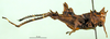 CollectionObject 1500955; 2c218821-1817-4f34-be43-a3299222044d: female, lateral view (holotype). (CollectionObject).