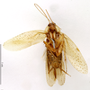 CollectionObject 1587591; MNHN(SF IMPORT DUPLICATE) MNHN-EP-EP1502, 574c82d7-456a-4ca9-af73-27c3a9c4f60b: CC BY-NC-ND 4.0/MNHN - Depraetere Marion - 2014. Type, male, of alluaudi Bolívar, 1895. Specimen number: MNHN-EP-EP1502. http://coldb.mnhn.fr/catalognumber/mnhn/ep/ep1502. (CollectionObject).