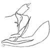 Pygofer, lateral view on Empoasca (Empoasca) martorelli Metcalf, 1955: Genital capsule, lateral view. (Observation).