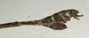 CollectionObject 1560603; b367d0f8-7f0d-4264-8fe6-e26b1bb3f937: copyright NHMW, Vienna. male: end of abdomen, lateral view (syntype). (CollectionObject).;CollectionObject 1560604; c85f061d-e260-4d19-ab39-d9156e15ab63: copyright NHMW, Vienna. male: end of abdomen, lateral view (syntype). (CollectionObject).