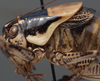 CollectionObject 1505811; 0073fc1d-39cc-457e-8e29-8e874eae24d1: male pronotum, lateral view (holotype). (CollectionObject).