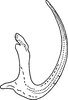 Aedeagus, lateral view on Eupteryx (Stacla) Dworakowska, 1969: Aedeagus, lateral view. (Observation).