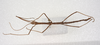 CollectionObject 1559866; c2cb55f4-bec6-4fa6-b676-c300a3afacc1: copyright ZMUH, Hamburg. male, dorsal view (holotype). (CollectionObject).