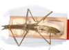 CollectionObject 1559775; 2bdc7312-b597-478a-9aa4-a29e6758e4b3: copyright MNCN, Madrid. female, dorsal view (holotype). (CollectionObject).
