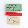 Gryllus (Gryllus) capitatus Saussure, 1874: Labels. Syntype. Male. Peru. 1acf84b8-b8e9-4f8d-b10f-6204ef24b709. (Otu).