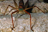 CollectionObject 1536717; 3825aefb-9200-48b0-9732-9be5d6368fd4, CH4000: male, frontal view. (CollectionObject).