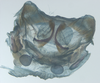 CollectionObject 1578225; ad0dcb8f-d87a-4429-870c-7cd0991b649a: phallus, inner view. (CollectionObject).