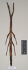 CollectionObject 1559490; dea99648-272c-4cb4-ad25-8011f635fffe: copyright Natural History Museum, London. female of synonym Lonchodes megabeast (paratype). (CollectionObject).;CollectionObject 1559491; 4fdcf7e7-ecb2-4223-a4b5-815c99f9356c: copyright Natural History Museum, London. female of synonym Lonchodes megabeast (paratype). (CollectionObject).