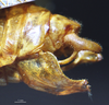 CollectionObject 1503248; 75e53c44-9a74-446f-a7ad-3179280ebb05: male cerci. (CollectionObject).