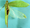 CollectionObject 1544254; bbdebacb-29d4-4471-87c7-1d808f91ca6b: female, dorsal view. (CollectionObject).