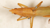 CollectionObject 1531639; 6259563a-1b9d-483b-b58f-0223eb9227b8: female, dorsal view (syntype). (CollectionObject).