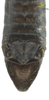 CollectionObject 1849149; Unioeste Cascavel K-101C, 0ba4075c-16bf-43f2-bc70-704ef99f92ee: Male. End of abdomen, dorsal view. (CollectionObject).