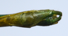 CollectionObject 1580898; f3125fce-e6fc-4caa-b43a-6797395af0f5: copyright FRCS Sabah. male: end of abdomen, ventral view (paratype). (CollectionObject).