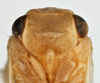 Head on Bulldolonia depressa (Melichar, 1902): (Observation).