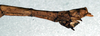 CollectionObject 1559199; 35dea60f-af14-4fbf-83cf-6c6b865040db: copyright NMW. male: end of abdomen, lateral view (lectotype). (CollectionObject).