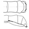 CollectionObject 1596258; 825f9f90-e348-4b8a-a1cc-9df1a3a6136e: copyright NKUM Nankai. female: end of abdomen (holotype). (CollectionObject).