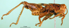 CollectionObject 1501213; e019dd78-e78f-449c-b0be-09f5648aaba7, DORSA BA000165S01: male, lateral view (holotype). (CollectionObject).