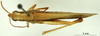 CollectionObject 1530789; 1ee13b72-a751-46a4-b582-0317950b447f: male, dorsal view (paratype of Phlaeoba pharaonis). (CollectionObject).