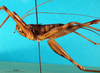 CollectionObject 1500987; 61ac82a5-2cb7-41b8-a492-88ee0f13cc5e, DORSA BGphabukS01: male, lateral view (holotype). (CollectionObject).