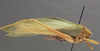 CollectionObject 1506508; 79009009-0d05-445d-bd55-9e1382000405: male, lateral view (syntype of Plagiopleura arbustorum). (CollectionObject).