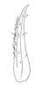Ceuthophilus (Ceuthophilus) seclusus Scudder, 1894: Fig. 299. subdistal cephalic spurs of caudal tibia (Waynesville, MO). (Otu).