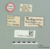 Crinita hirtipes (Uvarov, 1923): male, labels (holotype). (Otu).