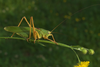 CollectionObject 1578037; fdd1b03e-65f2-476c-8d9c-de3830d187ac: male. (CollectionObject).