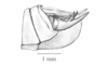 Parasitalces sexnotata Bruner, 1911: Fig. 7D. male abdomen tip, lateral view. (Otu).
