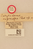 CollectionObject 1542589; 41863c70-f449-438e-a639-fac9c96f14fb, NHMUK015982166: labels (holotype). (CollectionObject).