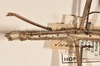 CollectionObject 1556950; 9f2cbcc4-4dea-4813-8016-e8a89e139151: copyright UMO. female: head and thorax, dorsal view (syntype). (CollectionObject).;CollectionObject 1556951; 112d4c60-f82e-4830-a689-d06ca3356b17: copyright UMO. female: head and thorax, dorsal view (syntype). (CollectionObject).