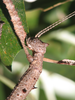 Paronchestus charon Redtenbacher, 1908: copyright Jack Hasenpusch. female, 3 April 2015 captive reared stock Baralaba. (Otu).