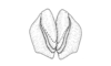 Baeacris pseudopunctulata (Ronderos, 1964): Fig. 20. aedeagus apex, caudal view. (Otu).