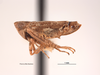 Habitus, lateral view on Deltocephalus contrerasi Van Duzee, 1923: (Observation).