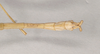 CollectionObject 1558070; NHMUK(SF IMPORT DUPLICATE) 844914, 0a958623-039b-41fa-b1af-2e1d278ce32f: copyright Natural History Museum, London. male: end of abdomen, dorsal view (holotype). (CollectionObject).