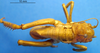 CollectionObject 1530648; 8922be82-7985-4b58-b6e1-9770597bb95a, DORSA SSametibS01: male, dorsal view (holotype). (CollectionObject).