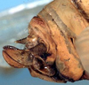 CollectionObject 1517314; 003c6214-fb6b-4f3f-b2c1-230fbc161bb6: female ovipositor (syntype). (CollectionObject).;CollectionObject 1517315; bde09c8e-fa43-4a64-b83d-410b24c94674: female ovipositor (syntype). (CollectionObject).
