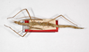 CollectionObject 1561544; 30330bba-5941-41c0-9261-d1ac48dfe74b: copyright ZMHB, Berlin. female, dorsal view (syntype). (CollectionObject).;CollectionObject 1561545; 6b1e6c94-13ab-43a1-a65a-24f44cdb6703: copyright ZMHB, Berlin. female, dorsal view (syntype). (CollectionObject).