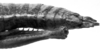CollectionObject 1567330; a85227a1-3163-4f28-8716-aa4b4e280595: female abdomen tip, dorsal view (paralectotype). (CollectionObject).