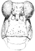 Spaniacris deserticola (Bruner, 1906): Fig. 362. male, head, facial view. (Otu).