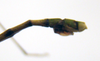 CollectionObject 1573579; 13639a7a-f150-456d-bbce-71eb5b223c01: copyright MEFLG Colombia. male end of abdomen, lateral view (paratype). (CollectionObject).