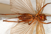 CollectionObject 1531236; 545a2eb5-7467-4859-b436-093cfa6080f1: female, ventral view (syntype). (CollectionObject).