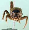 CollectionObject 1500760; f05baea1-9bd1-4109-8111-1aab8a4f5a1d: male, frontal view (holotype or lectoytpe of Modicogryllus laqueatus). (CollectionObject).
