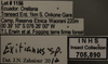 Other: !! display not done !! on Exitianus capicola (Stål, 1855): Labels. Labels for the dorsal, lateral and head/face images. Species determination is on the unit tray. (Observation).