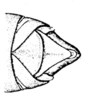 Pachyossa signata Rehn, 1913: Fig. 5. male genital segment, dorsal view. (Otu).