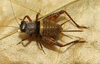 Microlerneca leticia Mello, 1995: female (from type locality). (Otu).