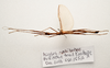 CollectionObject 1595841; 0c326774-8f73-4888-8016-092e8cf17bf0: copyright LKCNH Singapore. male, dorsal view (paratype). (CollectionObject).