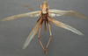 CollectionObject 1505650; 8d562f1c-a227-4884-855b-4030aa32f076: male, dorsal view (syntype). (CollectionObject).