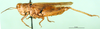 CollectionObject 1575472; 7397108e-ca3a-46bb-99db-409723bccb32, DORSA BA000407S01: male, lateral view (paratype). (CollectionObject).