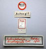 CollectionObject 1534028; 785d4b6d-653a-4291-8ca8-f7c6f819d098: labels (lectotype). (CollectionObject).